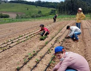 Projeto da UEL incentiva produção de morangos em Sapopema