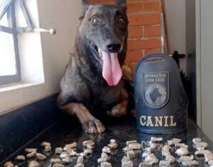 Cão farejador da GM de Londrina localiza drogas próximo a creche
