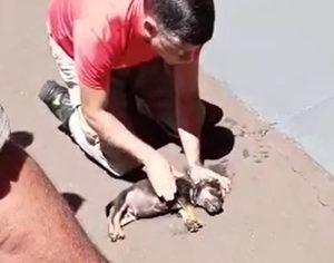 VÍDEO: bombeiro salva cãozinho com parada cardiorrespiratória em Cambé
