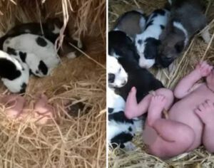 Bebê abandonada em campo é salva por cachorros