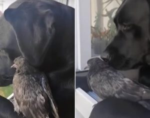 VÍDEO: pomba com problemas busca ajuda de cachorra em janela