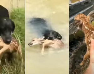VÍDEO: cachorro salva filhote de cervo que estava preso em rio