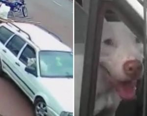 VÍDEO: Cachorro “desengata” carro e quase causa acidente no Paraná