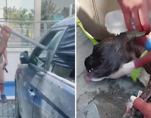 VÍDEO: PM salva cãozinho abandonado agonizando dentro de carro em SC