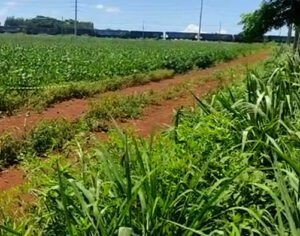 Rapaz é encontrado morto na Zona Norte; suspeita de hipoglicemia