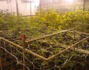 Polícia apreende estufa clandestina de maconha em Cambé