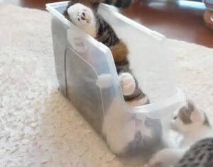 Gato entra em container ao lado de filhote e vídeo viraliza na web; assista