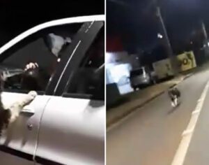 Vídeo com suspeita de abandono de cachorro em Londrina viraliza