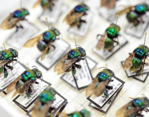 Pesquisadores da UEL identificam 11 espécies de abelhas na Mata dos Godoy