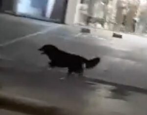 Internautas tentam localizar cãozinho de vídeo em Londrina