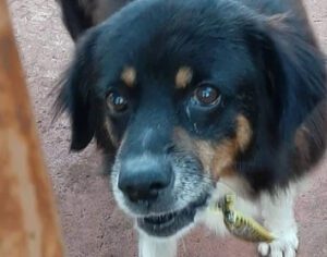Cãozinho de vídeo na Leste-Oeste é encontrado na casa da dona