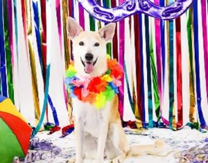 Carnaval: Shopping de Londrina terá diversão infantil e encontro de pets