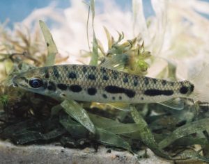 UEL: Pesquisadores investigam duas novas espécies de peixes fluviais