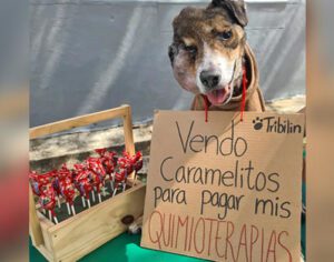 Cãozinho ‘vende’ doces para pagar quimioterapia e viraliza na web