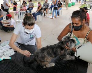 Mutirão castra mais de 700 cães e gatos em Londrina