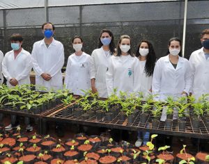Projeto da UEL usa bactérias em mudas de árvores para aumentar resistência à seca