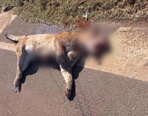 Onça-parda morre atropelada na PR-445 na região de Londrina