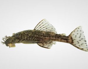 Espécie de peixe descoberta por professor da UEL ganha nome