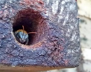 Londrina: serviço de remoção de colmeias entra em atividade