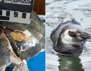 Projeto da UEL monitora animais encalhados no litoral paranaense