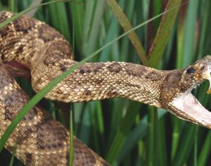 Pesquisadora da UEL realiza estudo inédito sobre ataques de cobras