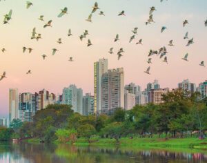 Incrível revoada de pássaros no Lago Igapó em Londrina