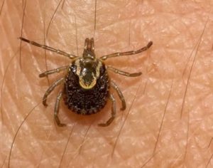Paraná confirma 1º caso de febre maculosa em 2023 e monitora doença