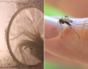 Londrina inicia projeto-piloto para controle do mosquito da dengue