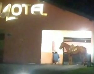 Homem vai ao motel a cavalo e vídeo viraliza no Norte do Paraná; assista
