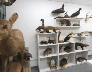 Universidade Estadual de Londrina inaugura Museu de Zoologia