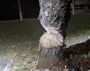 MP determina multa de R$ 1 mil para grupo que cortou árvore em Londrina