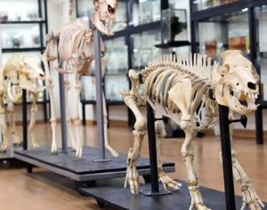 Museu de Anatomia da UEL reabre para visitantes após ampla modernização