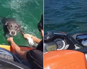 VÍDEO: Pai e filho salvam cachorrinha que estava se afogando no meio do rio