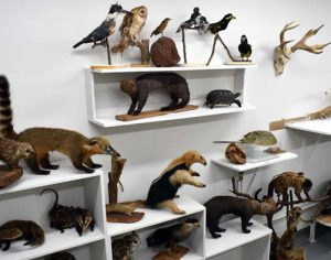 Museu de Zoologia da UEL abre para visitação neste sábado sem agendamento