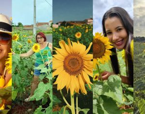 Fotos: Leitores do TEM aproveitam campo de girassóis em Londrina