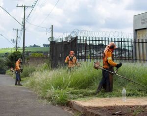 Londrina: donos de terrenos com mato alto têm 15 dias para limpeza