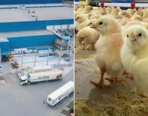 Rolândia inaugura maior berçário de pintinhos do Brasil