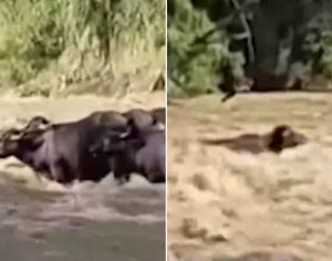 Vídeo: tromba d’água arrasta 10 búfalos por 20km em rio de Sapopema