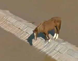 Vídeo: cavalo fica ilhado e se equilibra no telhado de casa no RS