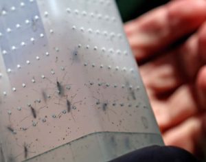 Londrina inicia soltura de mosquitos com bactéria para combater dengue