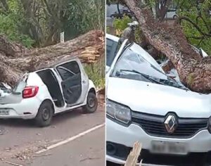Londrina: árvore cai em cima de carro em vendaval e motorista sai quase ileso