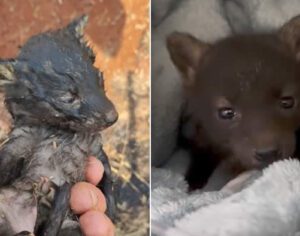 RML: filhote de cachorro-do-mato é resgatado em estado grave de queimada