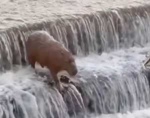 Vídeo de capivara se refrescando no Lago Igapó diverte as redes sociais