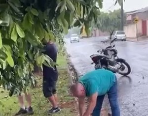 Londrina: motociclista morre após desviar de cachorro e bater em árvore