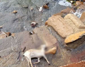 Dezenas de animais são encontrados mortos em lago de Cambé