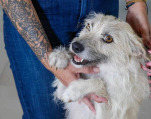 Paraná: policiais adotam cachorrinha que ‘pediu ajuda’ para salvar filhotes