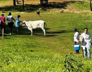 Saúde investiga circulação de vírus da Febre do Nilo na região de Londrina