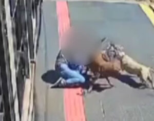 Mulher fica ferida após ataque de pitbulls na área central de Londrina