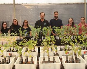 Estudo da UEL investiga ação de nanopartículas para proteger plantas da seca