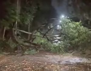 Chuva com ventos de 75km/h derrubam 11 árvores em Londrina